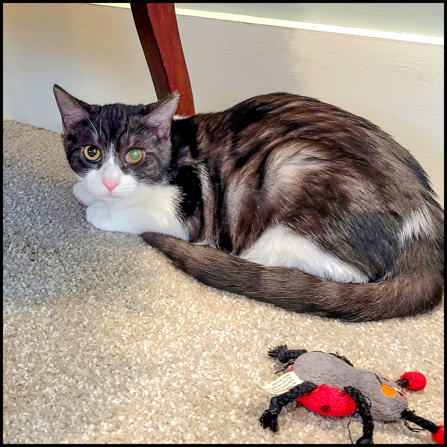 Enlarge Toodles, a Adoptable mixed breed in Roswell, GA image 1/3