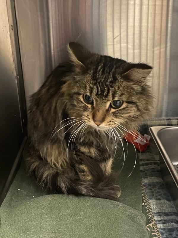 Gavage, Adoptable, Young Male Domestic Medium Hair.