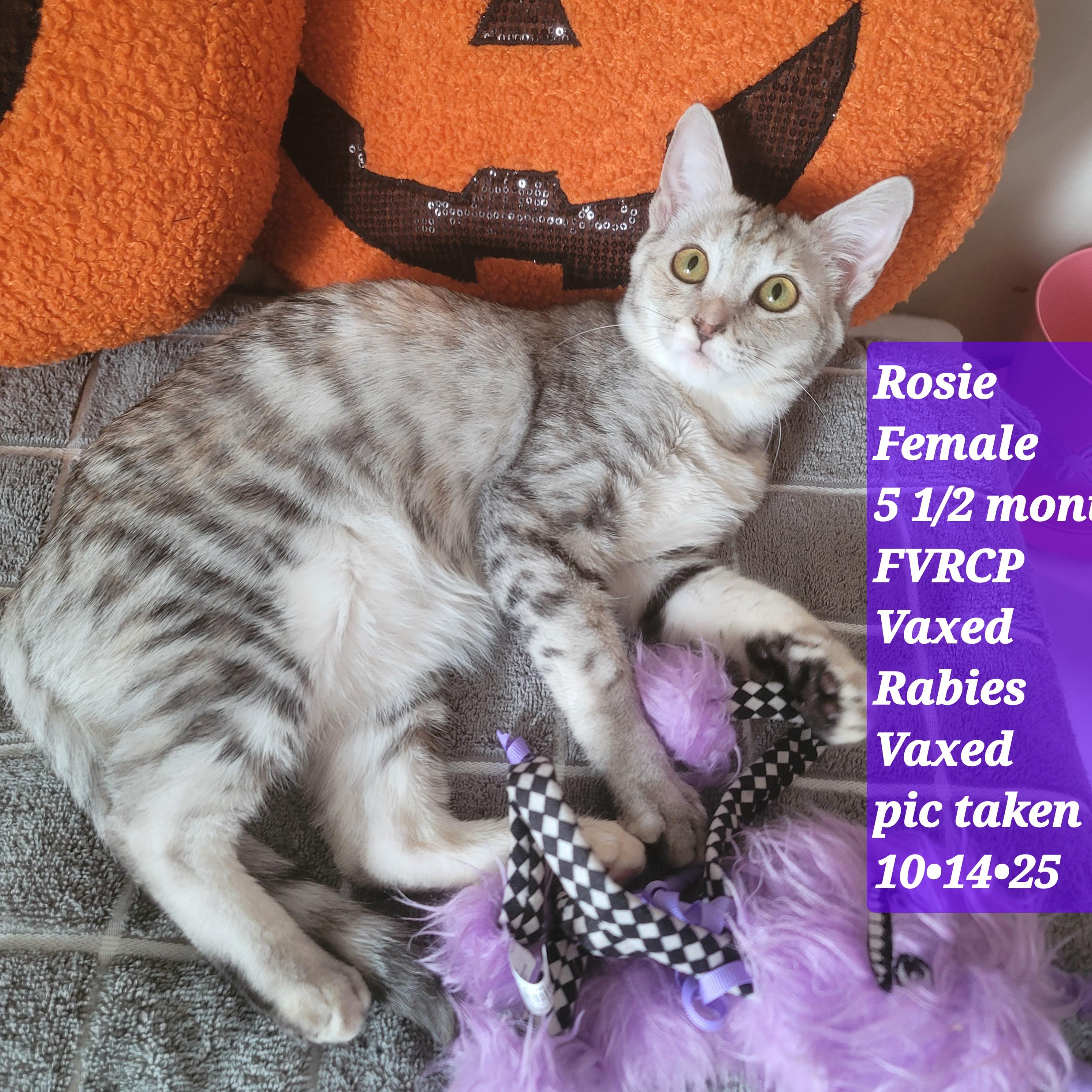 Rosie, a Adoptable Tabby in Monrovia , CA image 2/3