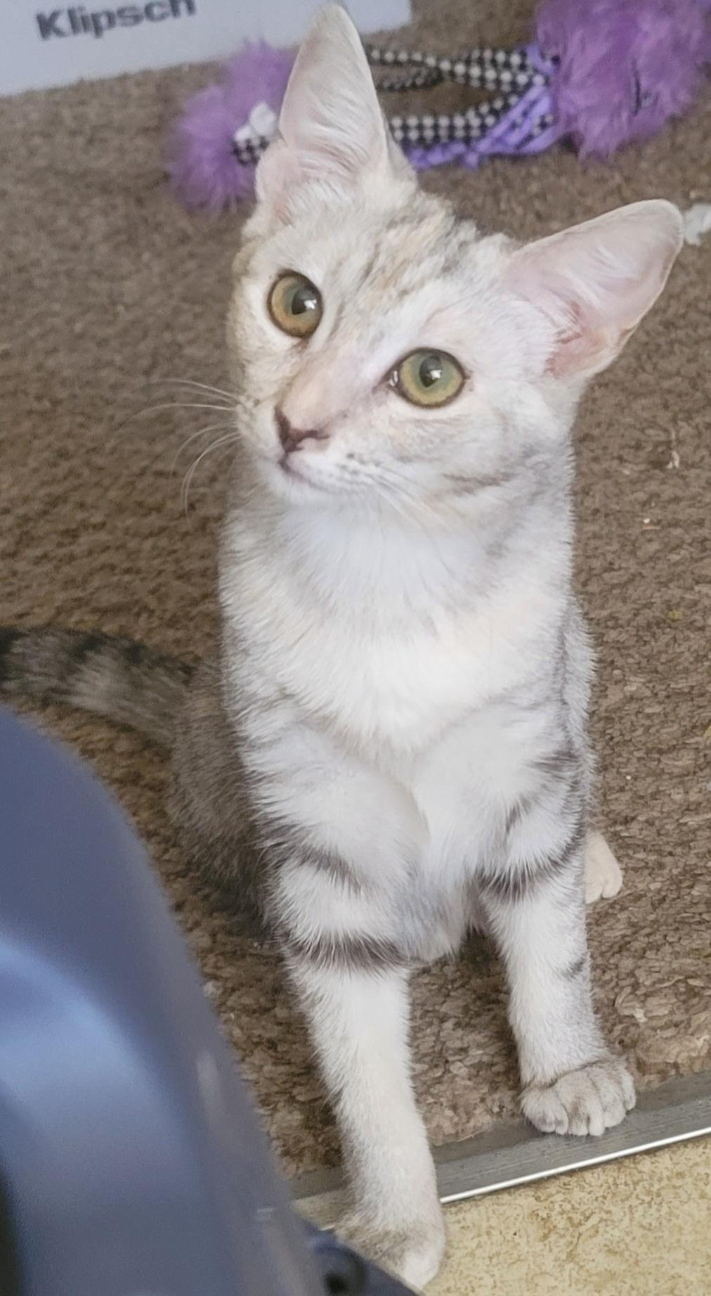 Rosie, a Adoptable Tabby in Monrovia , CA image 1/3