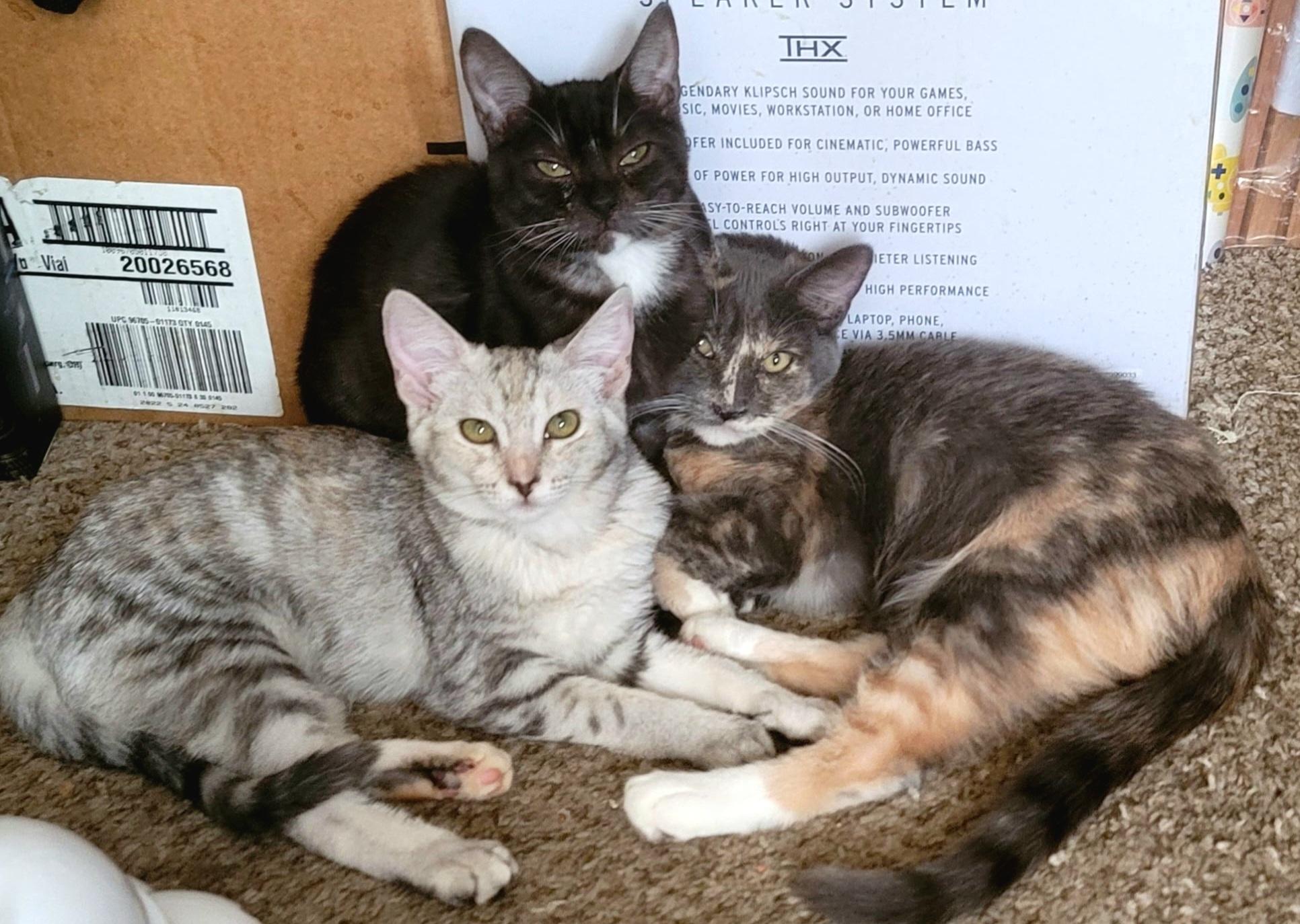 Rosie, a Adoptable Tabby in Monrovia , CA image 3/3