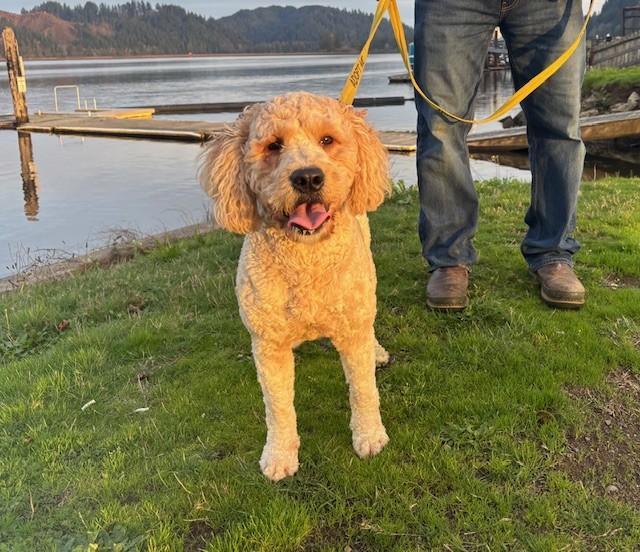 Enlarge Sammy Beau Doodle, a Adopted mixed breed in Reedsport, OR image 3/6