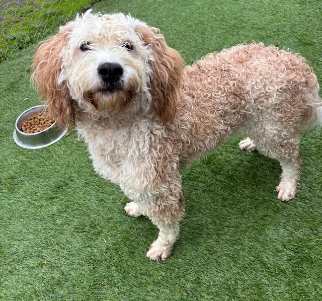 Enlarge Sammy Beau Doodle, a Adopted mixed breed in Reedsport, OR image 6/6