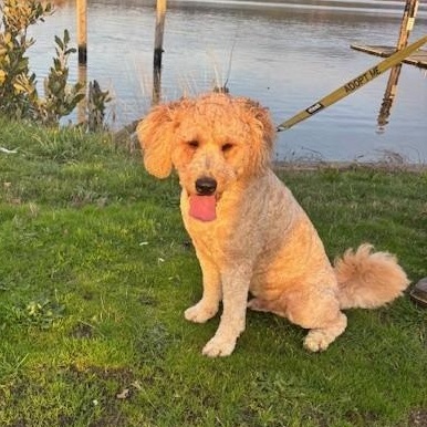 Enlarge Sammy Beau Doodle, a Adopted mixed breed in Reedsport, OR image 4/6