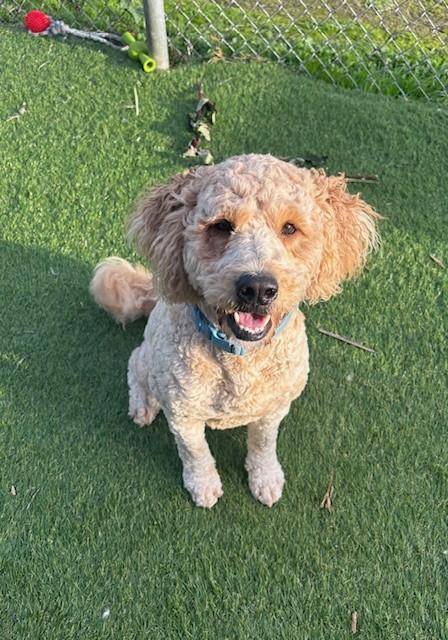 Enlarge Sammy Beau Doodle, a Adopted mixed breed in Reedsport, OR image 2/6