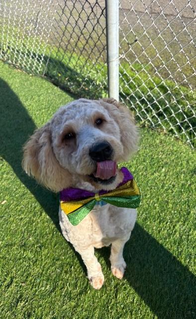 Sammy Beau Doodle, Adopted, Young Male Poodle.