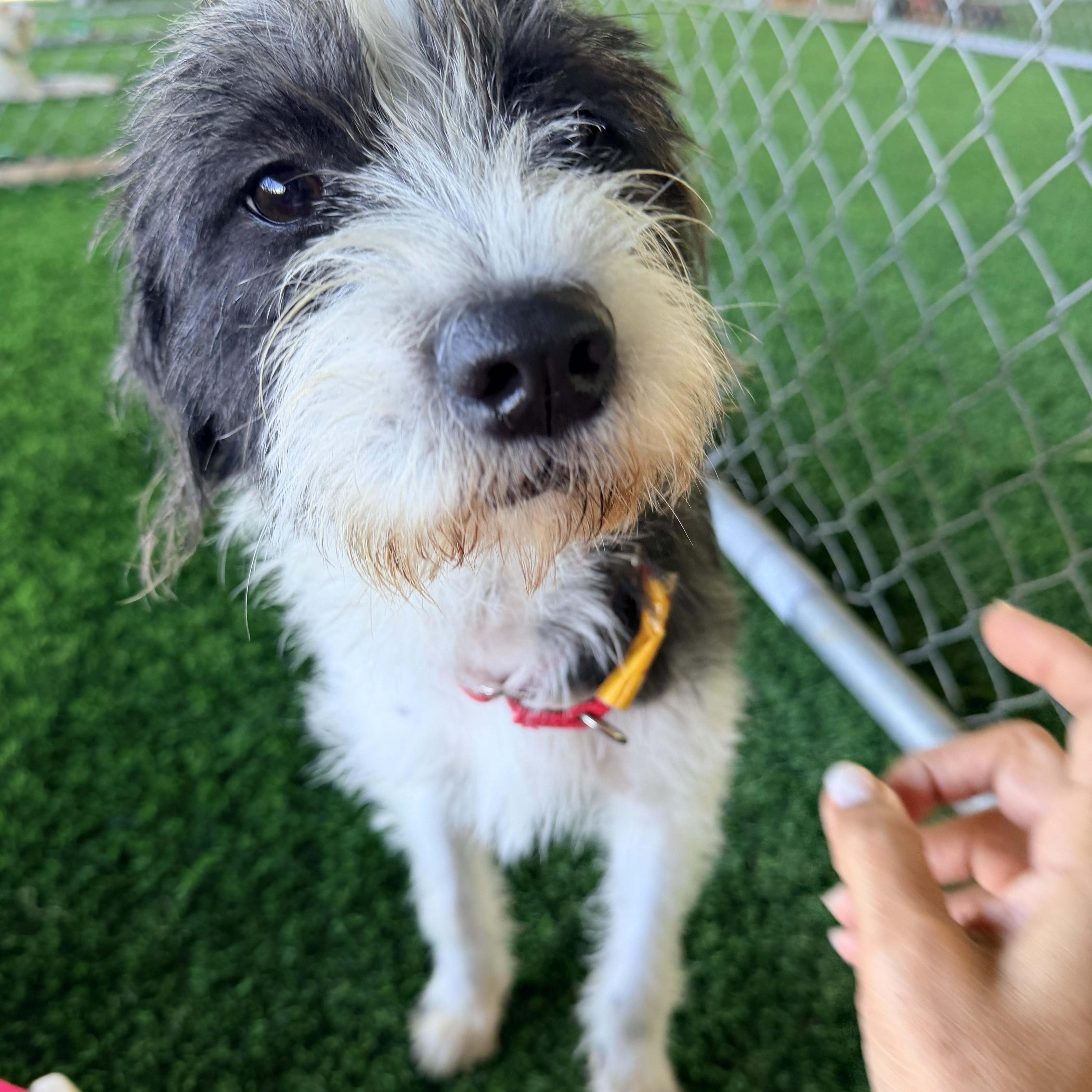 Enlarge Mia, a Adoptable mixed breed in Brooklyn, NY image 4/4