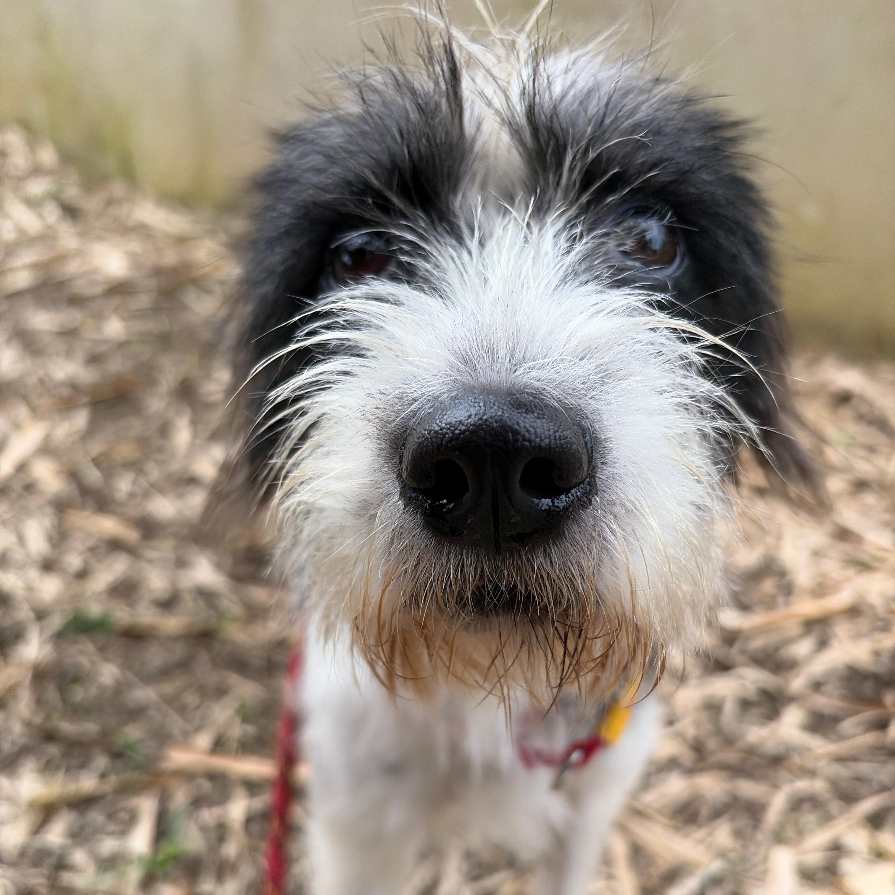 Enlarge Mia, a Adoptable mixed breed in Brooklyn, NY image 1/4