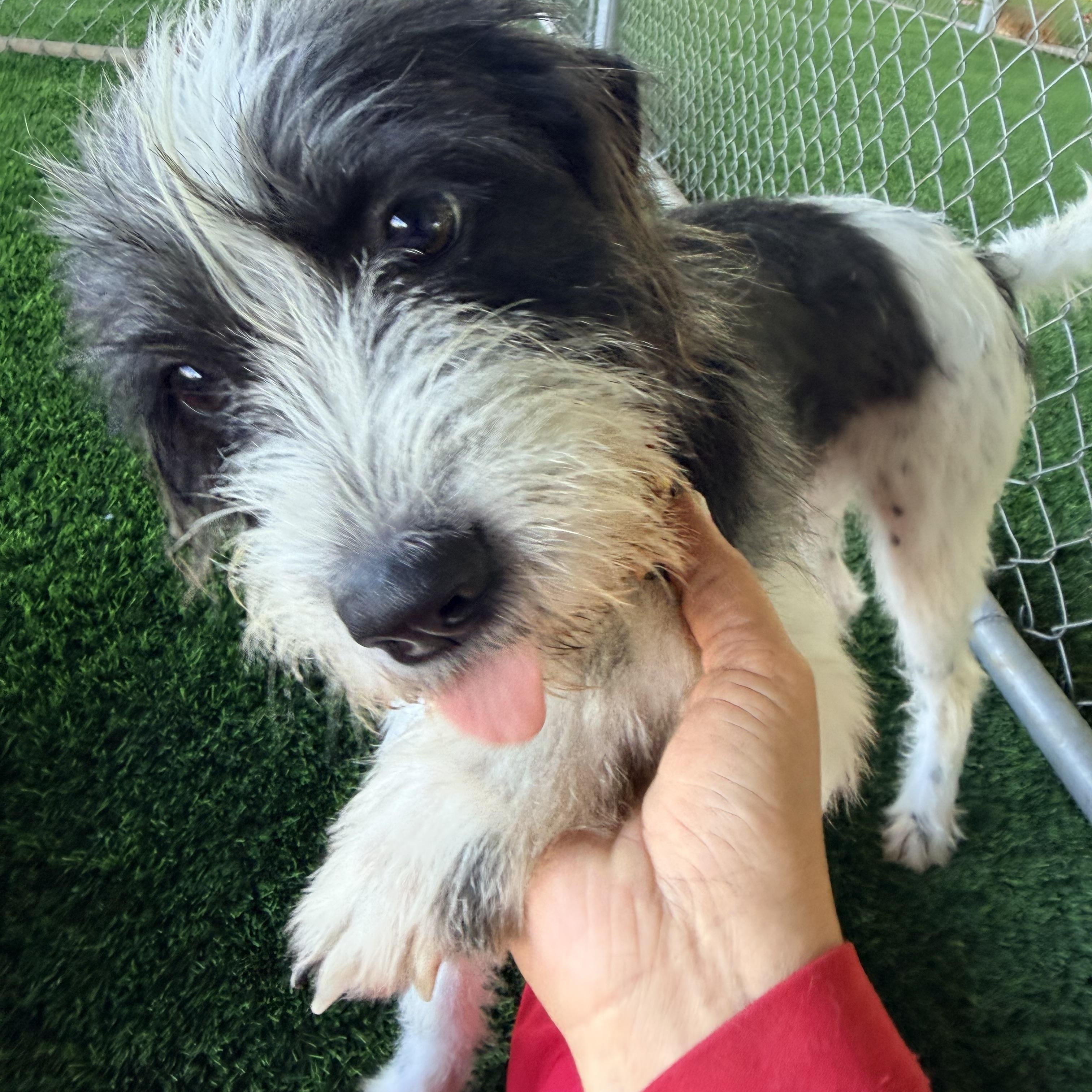 Enlarge Mia, a Adoptable mixed breed in Brooklyn, NY image 3/4