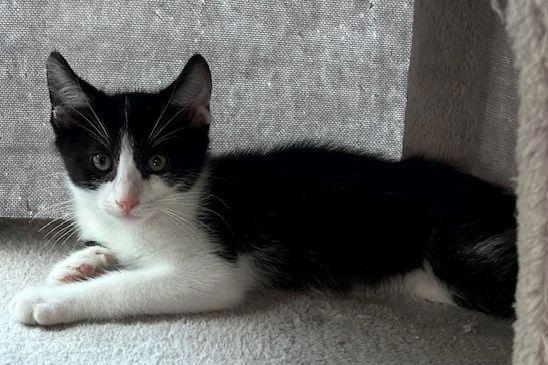 Champ, Adoptable, Young Male Domestic Short Hair.