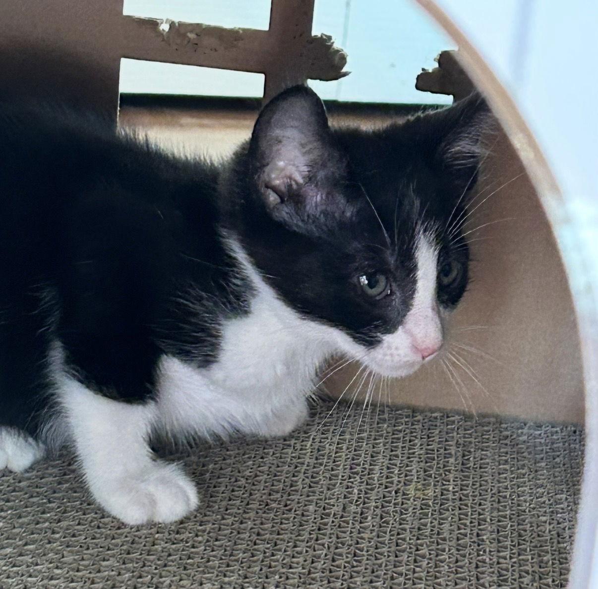 Champ, a Adoptable Domestic Short Hair in Seal Beach, CA image 1/3