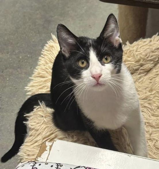 Champ, a Adoptable Domestic Short Hair in Seal Beach, CA image 2/3