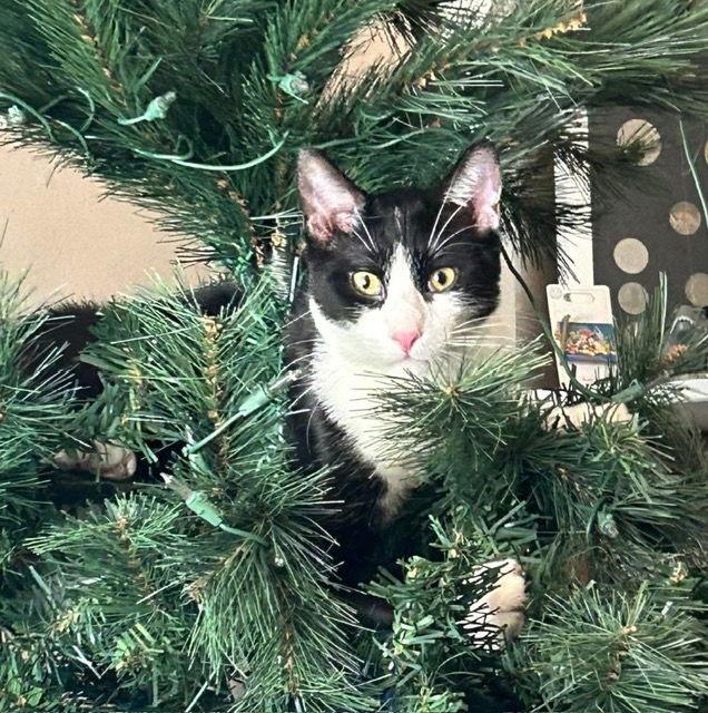 Champ, a Adoptable Domestic Short Hair in Seal Beach, CA image 3/3