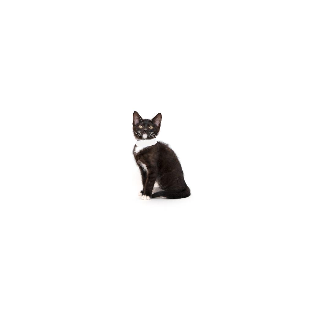 Laemmle, Adoptable, Kitten Female Domestic Short Hair.