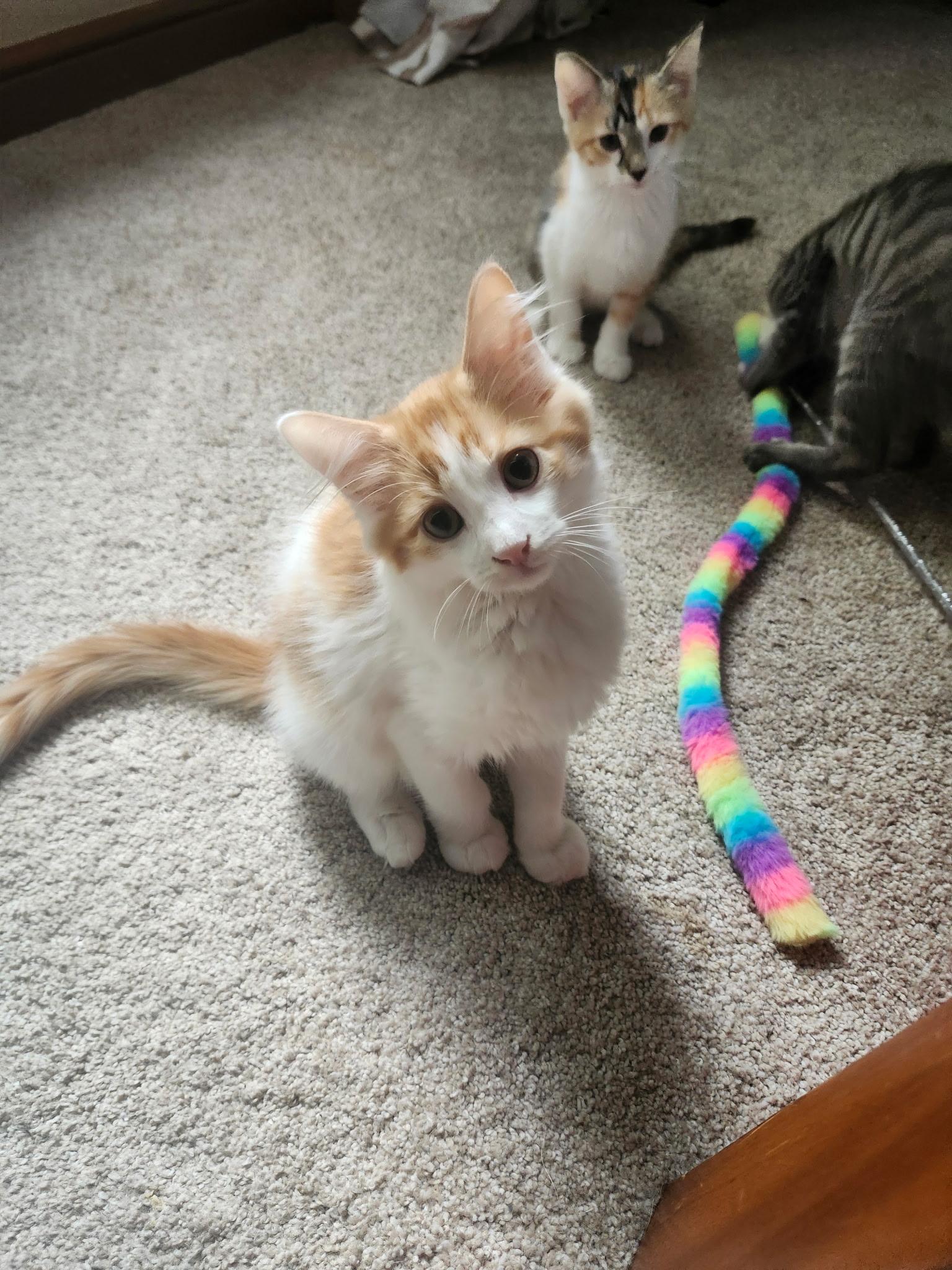 Pumpkin Latte (5 July kittens 5) photo