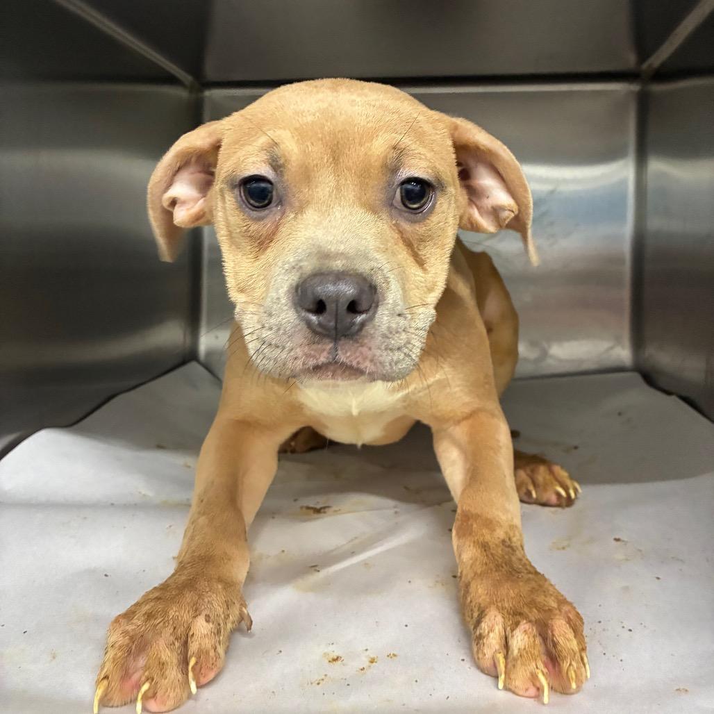 Enlarge Cashmere, a Adoptable Mixed Breed in Corbin, KY image 1/1