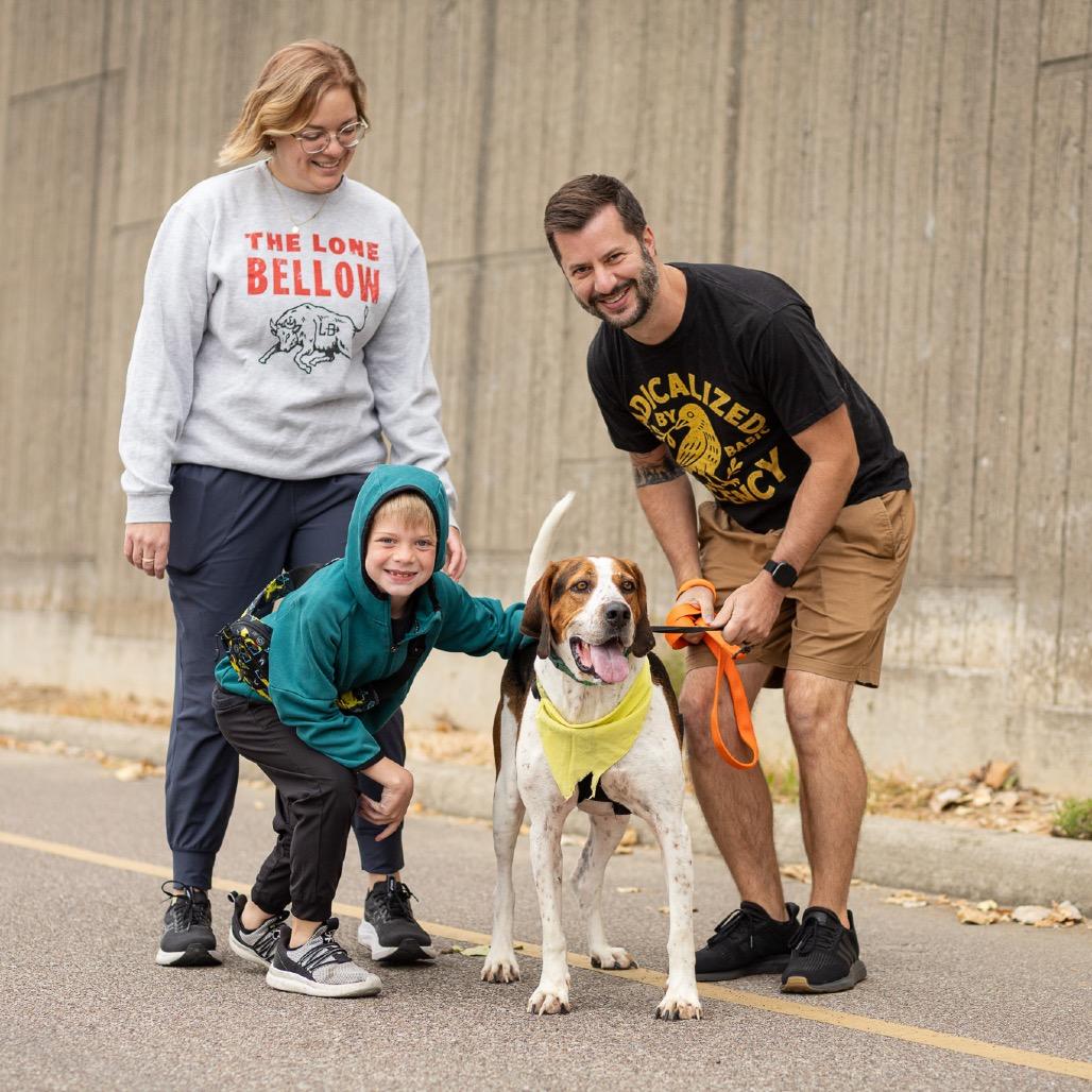 Jace, Adoptable, Adult Male Treeing Walker Coonhound.