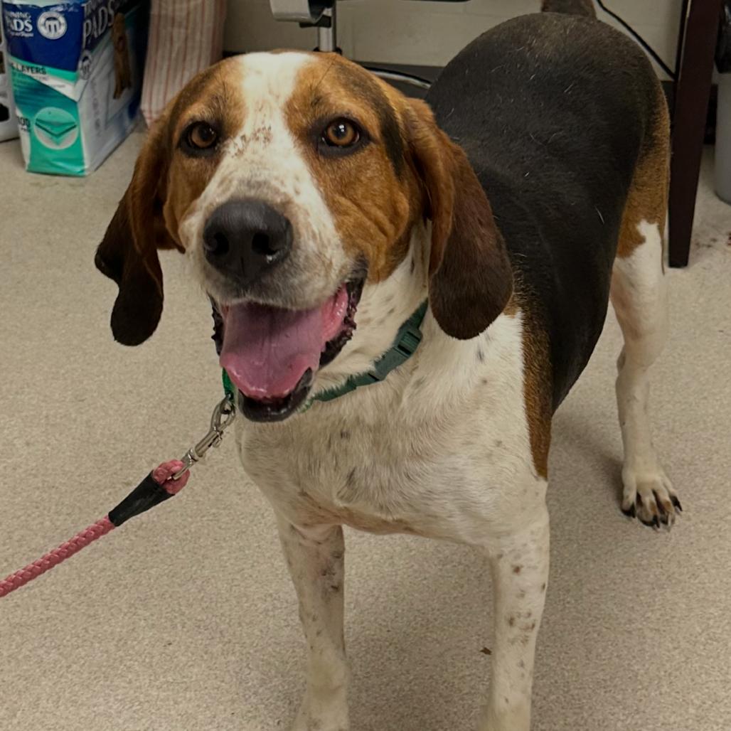 Enlarge Jace, a Adoptable Treeing Walker Coonhound in Evansville, IN image 2/2