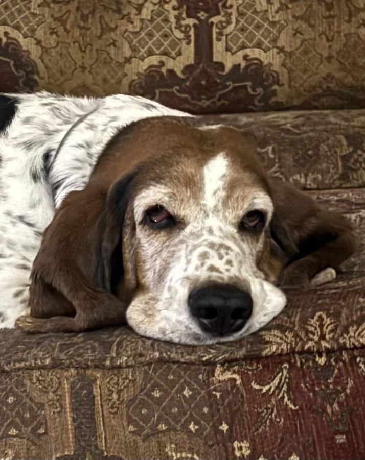 Enlarge Lil Girl, a Adoptable Basset Hound in Grapevine, TX image 1/3