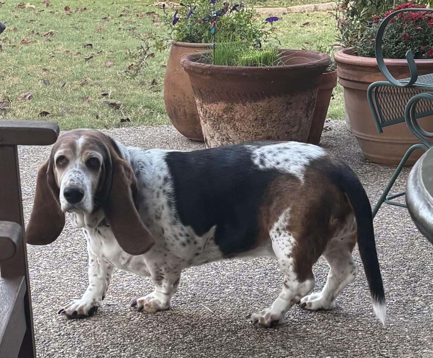 Enlarge Lil Girl, a Adoptable Basset Hound in Grapevine, TX image 3/3