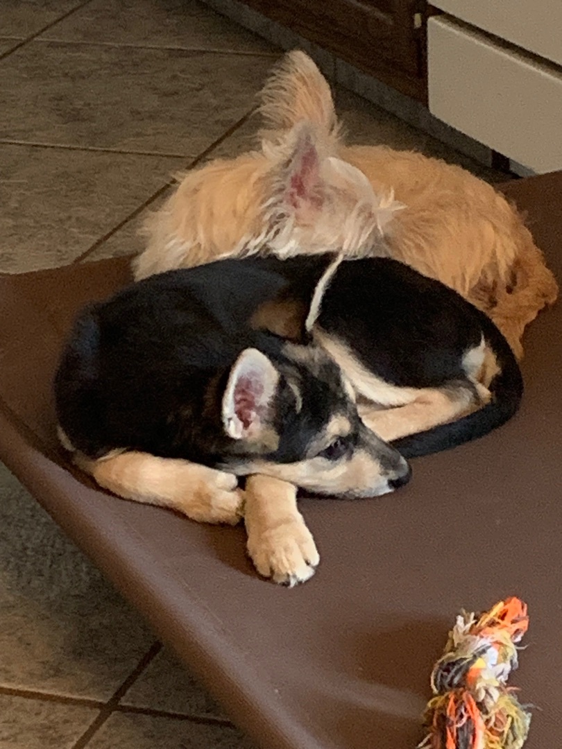 Clover, a Adoptable mixed breed in Coatesville, PA image 1/5