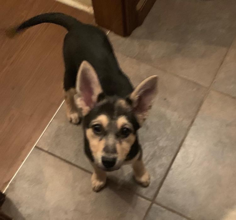 Clover, a Adoptable mixed breed in Coatesville, PA image 2/5