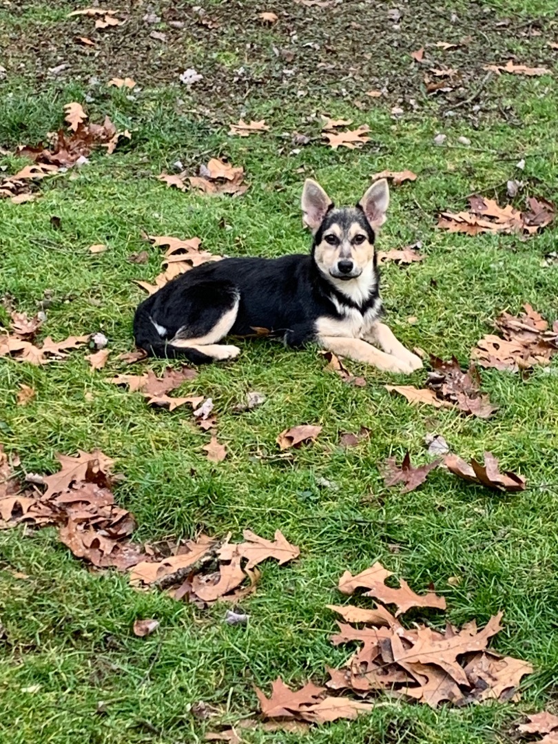 Clover, a Adoptable mixed breed in Coatesville, PA image 3/5