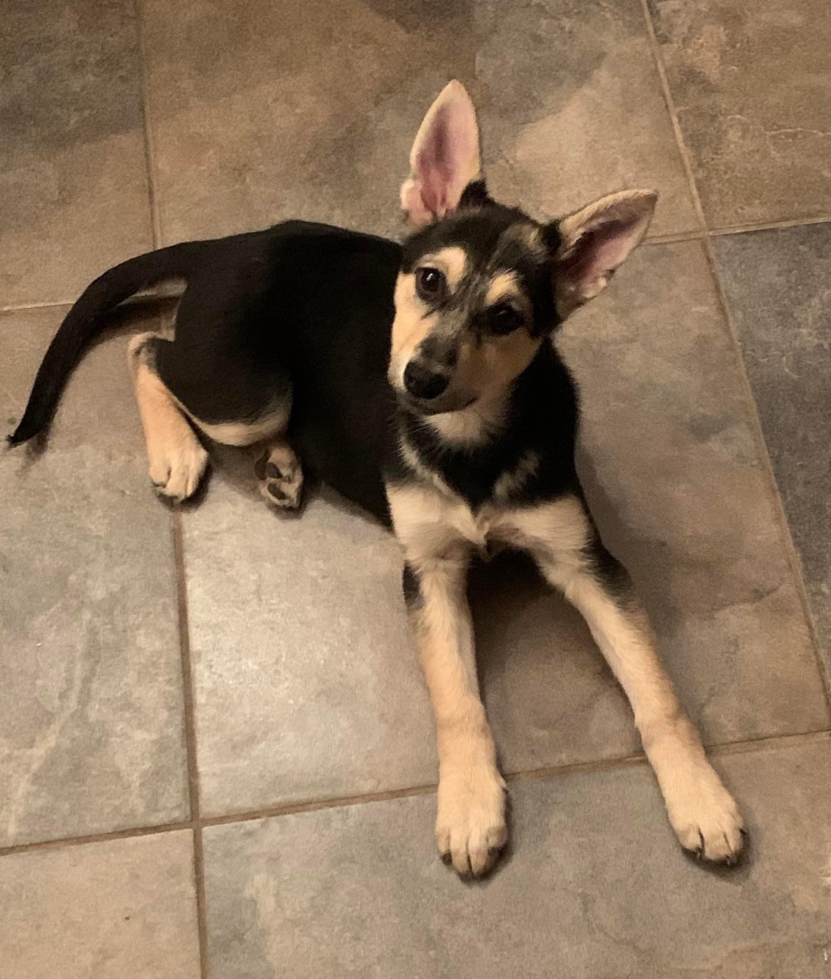 Clover, a Adoptable mixed breed in Coatesville, PA image 4/5