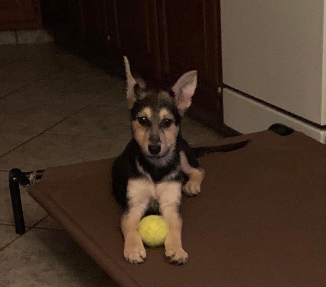 Clover, a Adoptable mixed breed in Coatesville, PA image 5/5