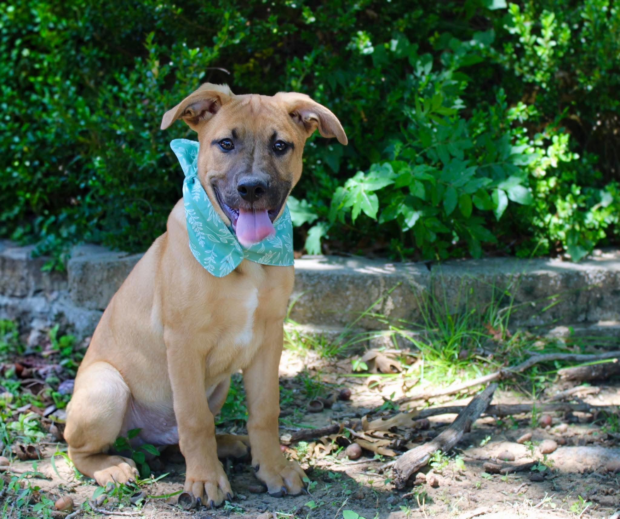 Huckleberry, a ADOPTABLE mixed breed in Fort Worth, TX image 3/5