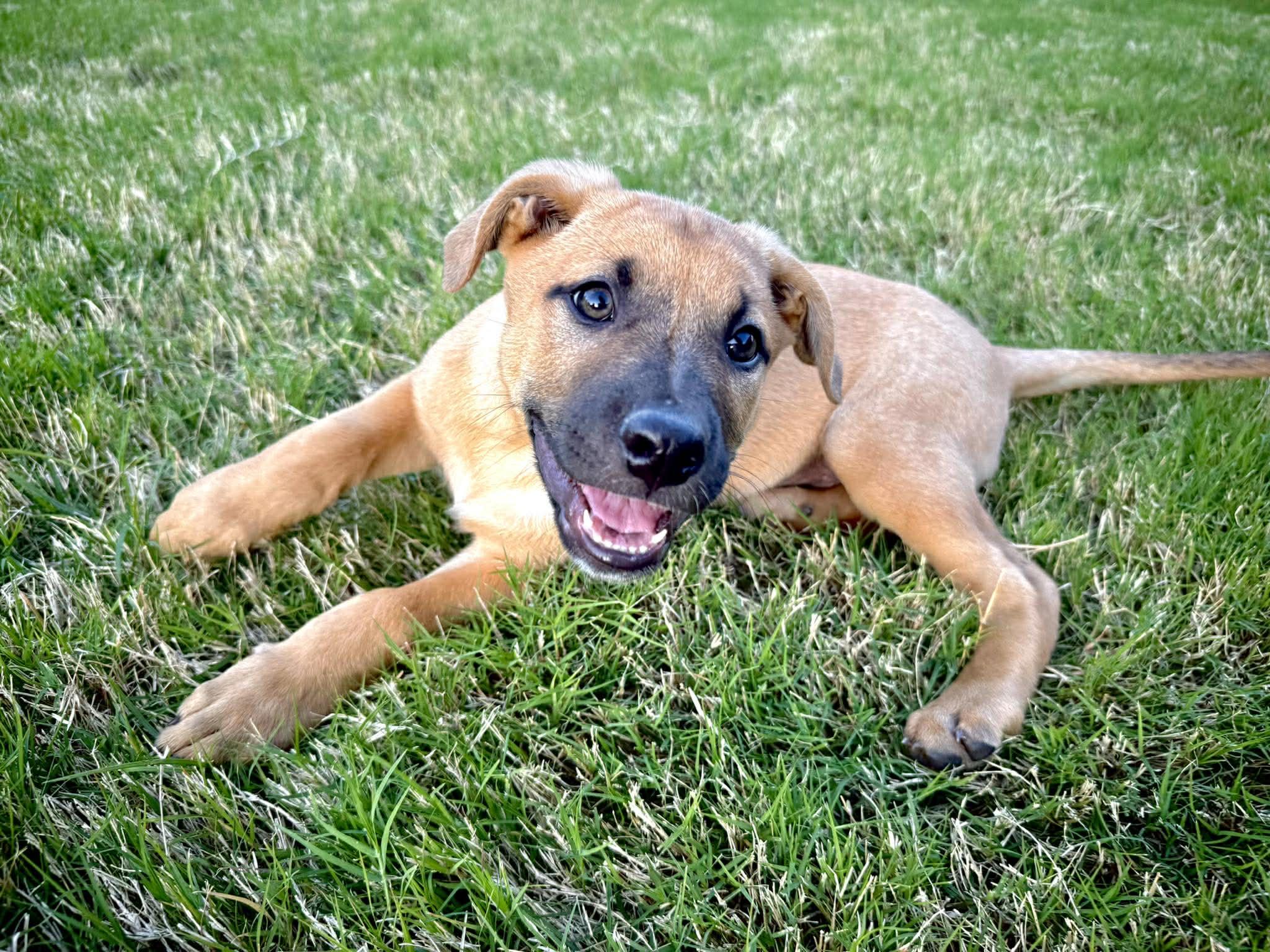 Huckleberry, a ADOPTABLE mixed breed in Fort Worth, TX image 5/5