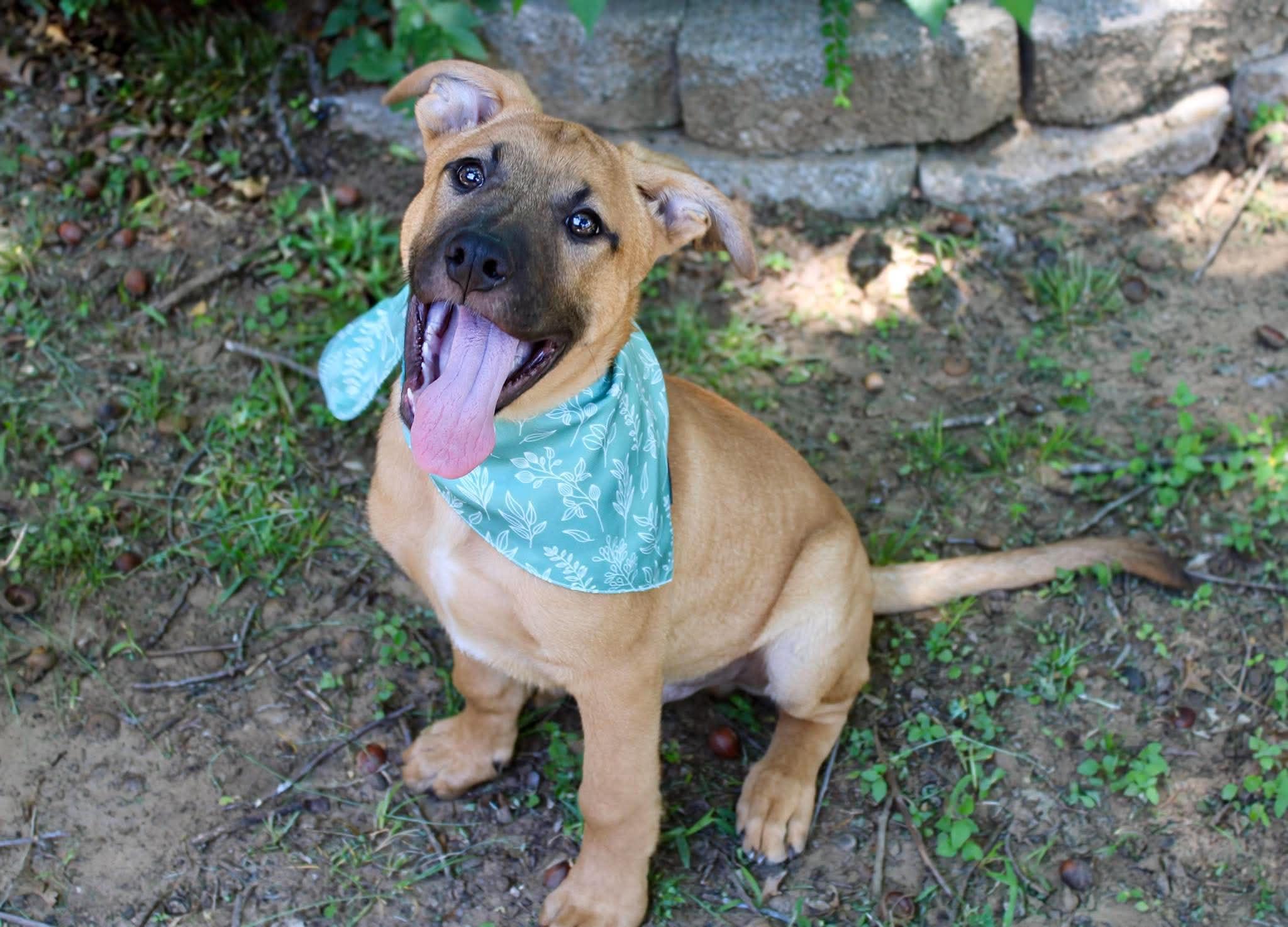Huckleberry, ADOPTABLE, Puppy Male German Shepherd Dog & Pit Bull Terrier.
