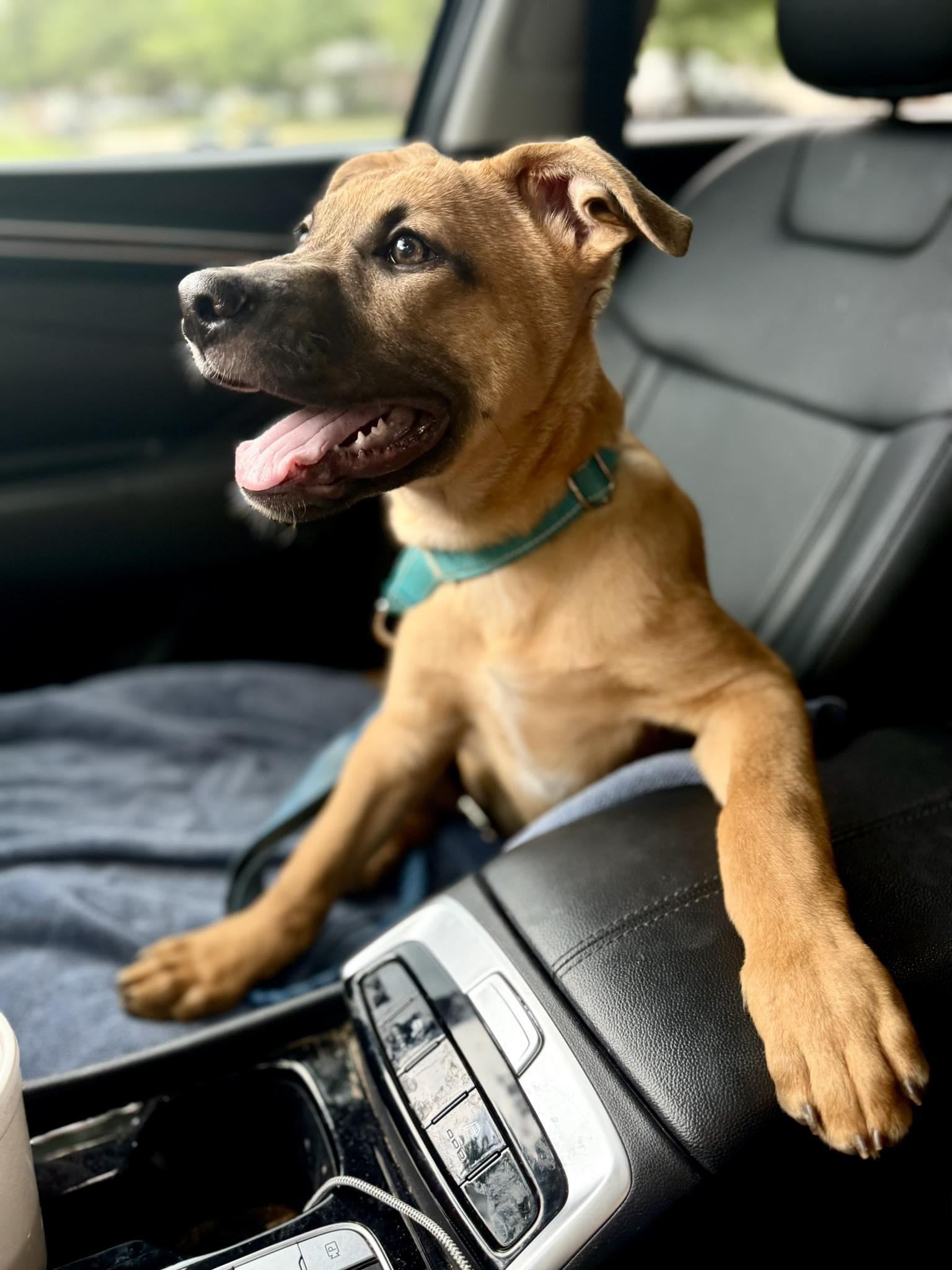 Huckleberry, a ADOPTABLE mixed breed in Fort Worth, TX image 2/5