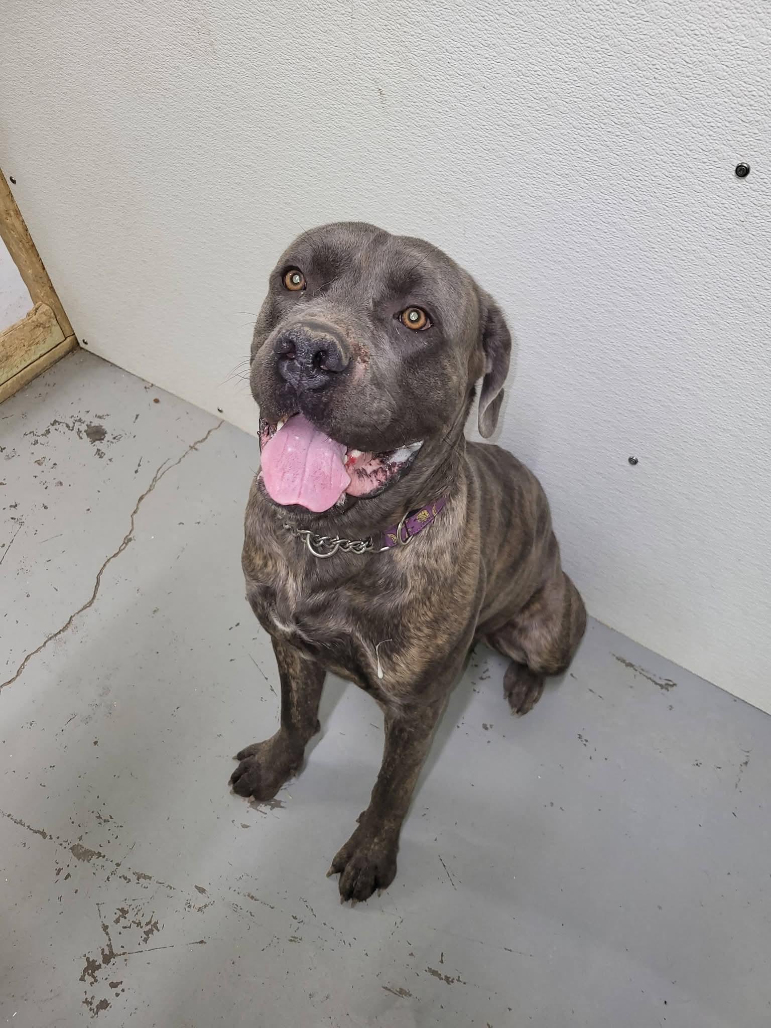 Enlarge Hugo, a ADOPTABLE Cane Corso in Fort Smith, NT image 1/1