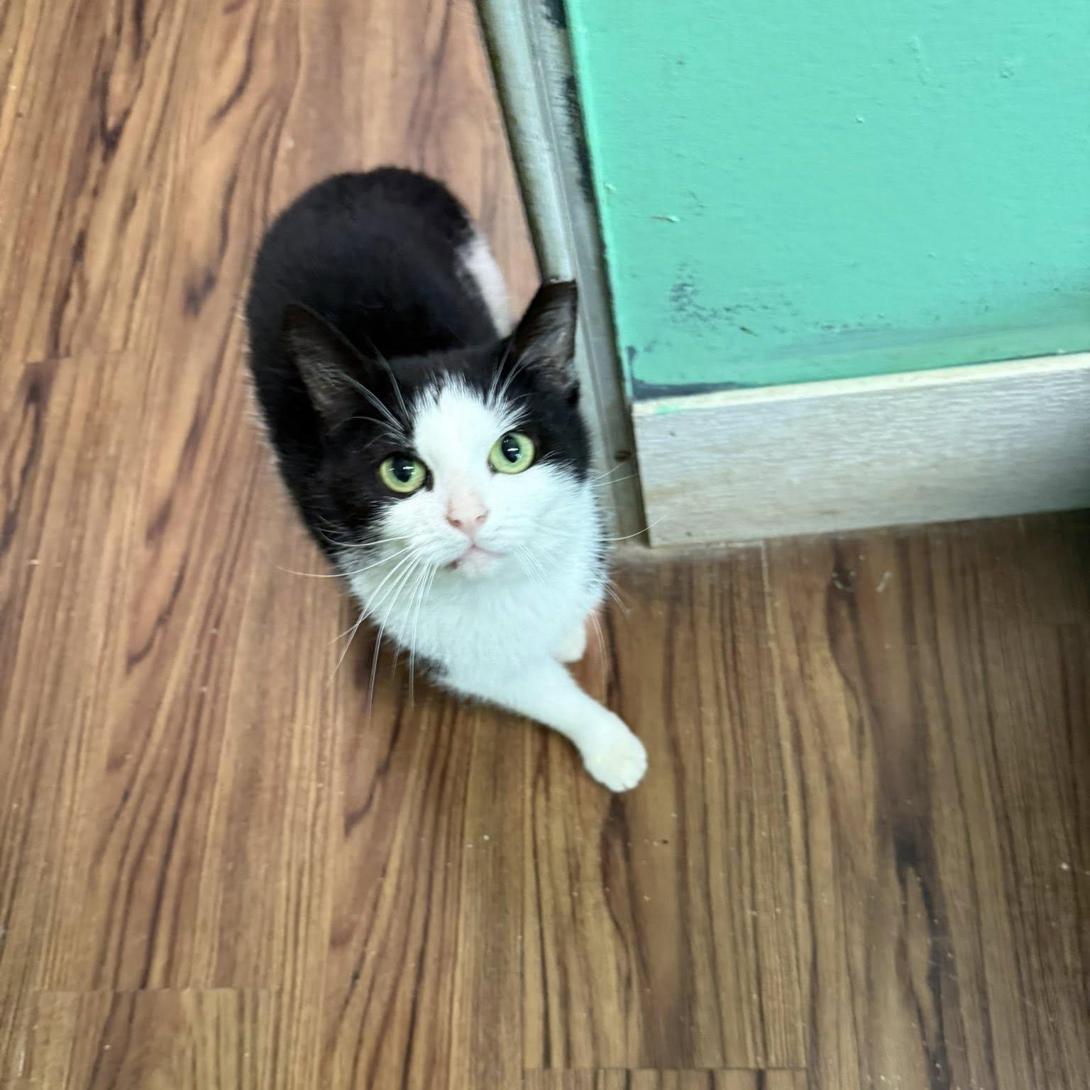 Henrietta, a Adoptable Domestic Short Hair in Indianapolis, IN image 2/4