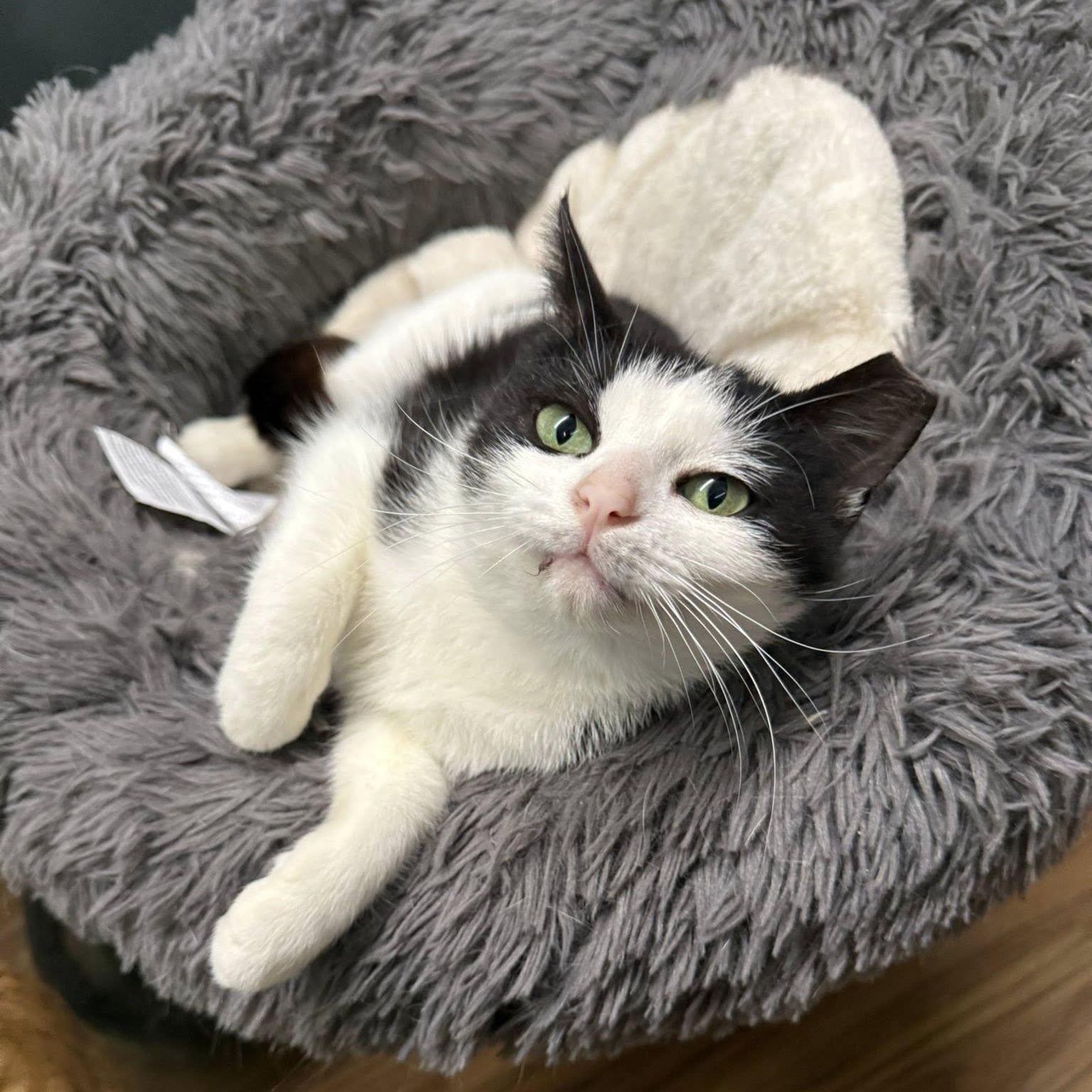 Henrietta, a Adoptable Domestic Short Hair in Indianapolis, IN image 3/4