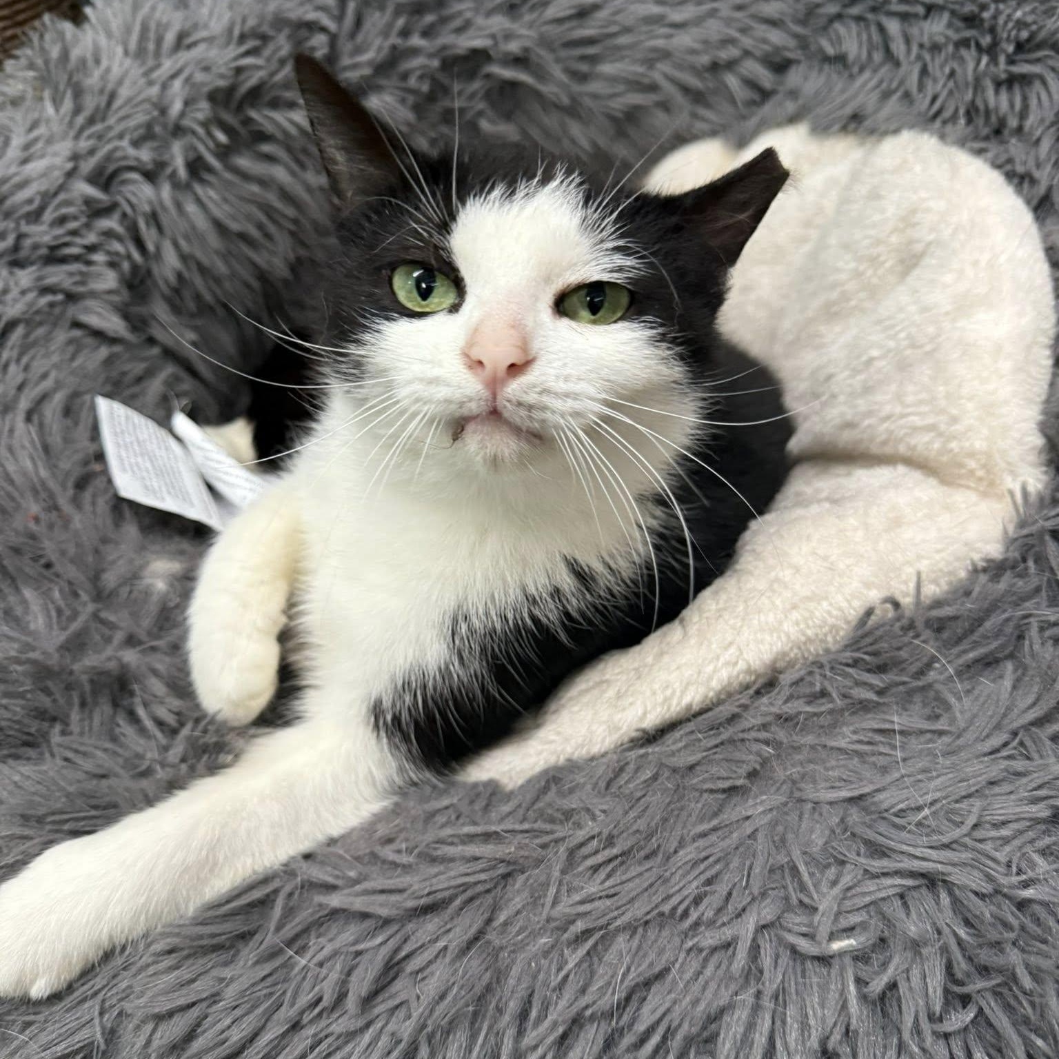 Henrietta, a Adoptable Domestic Short Hair in Indianapolis, IN image 1/4