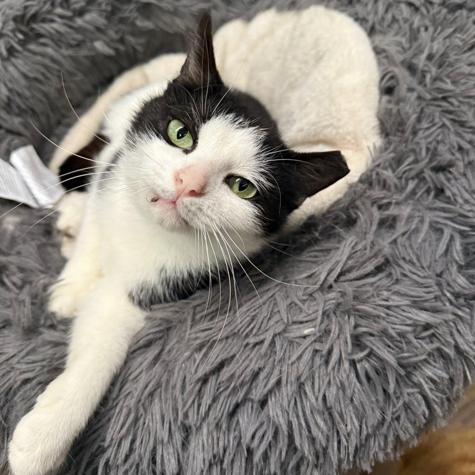 Henrietta, a Adoptable Domestic Short Hair in Indianapolis, IN image 4/4