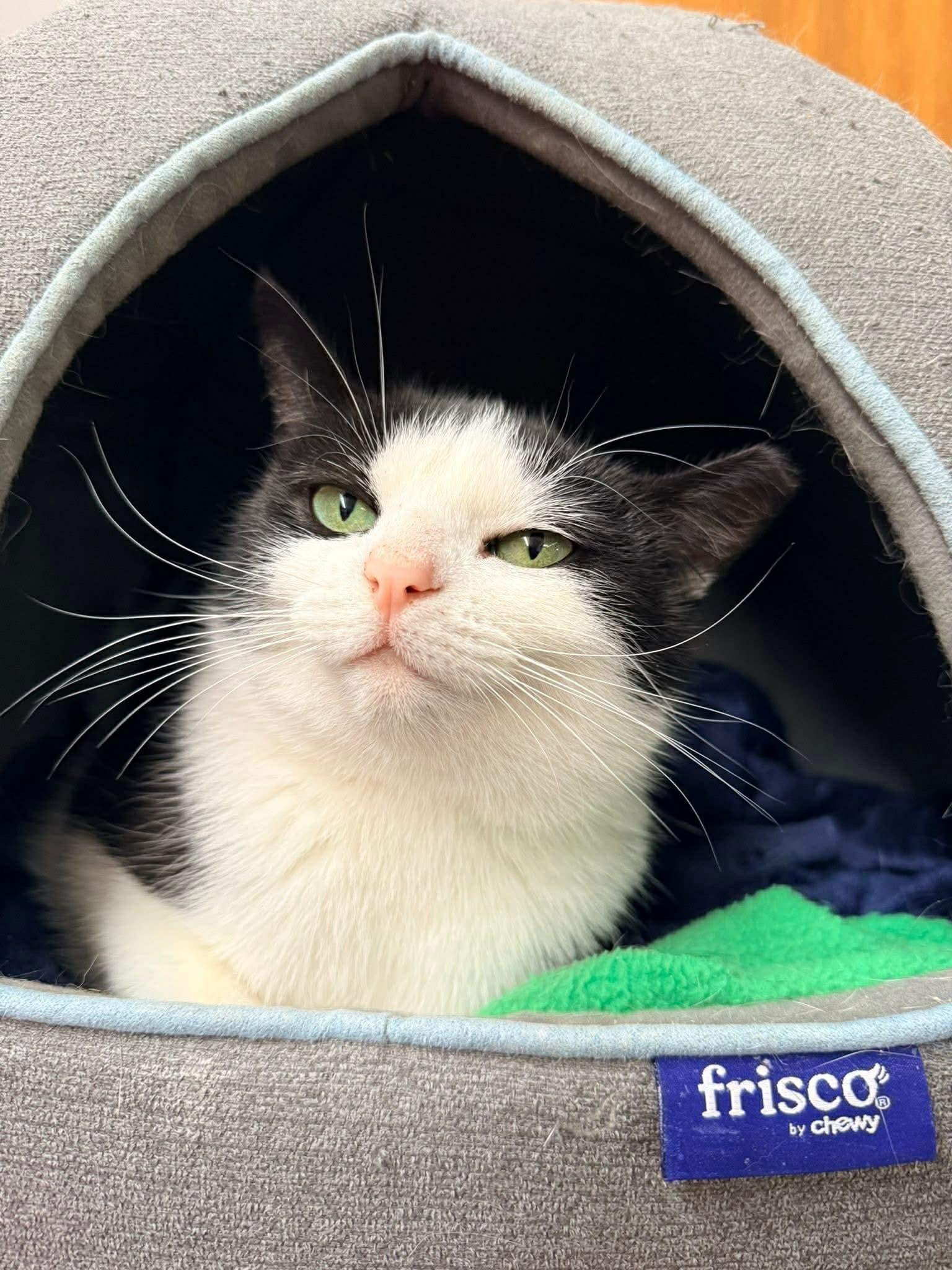 Enlarge Henrietta, a Adoptable Domestic Short Hair in Indianapolis, IN image 6/6