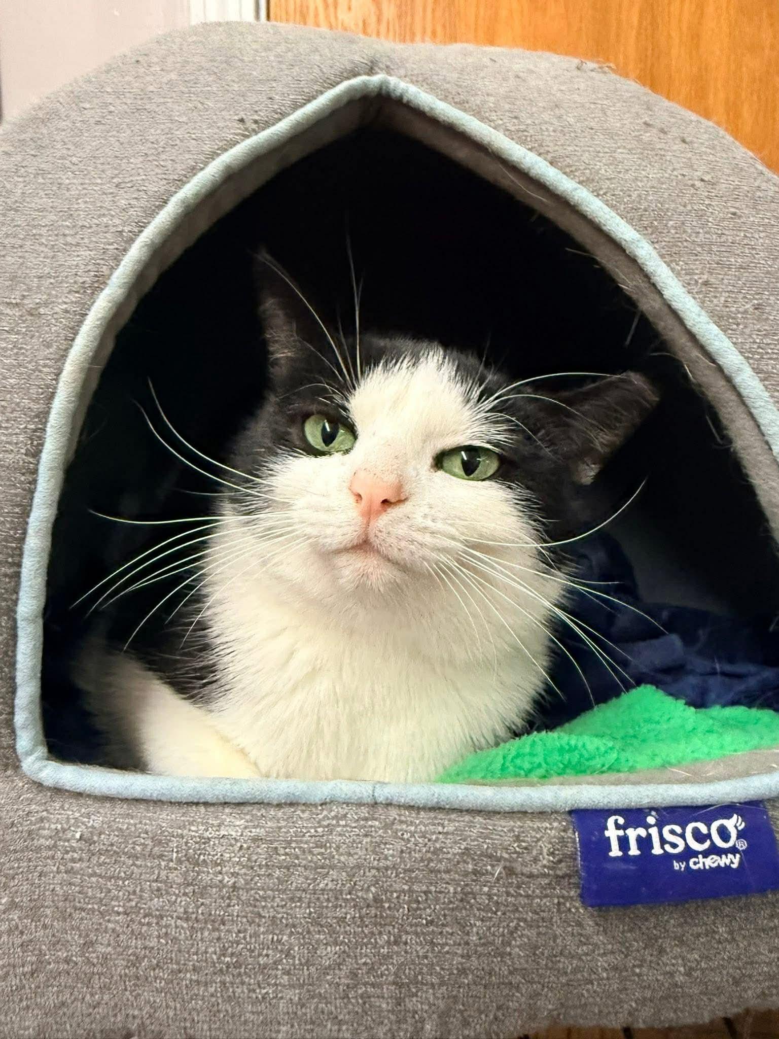 Enlarge Henrietta, a Adoptable Domestic Short Hair in Indianapolis, IN image 5/6