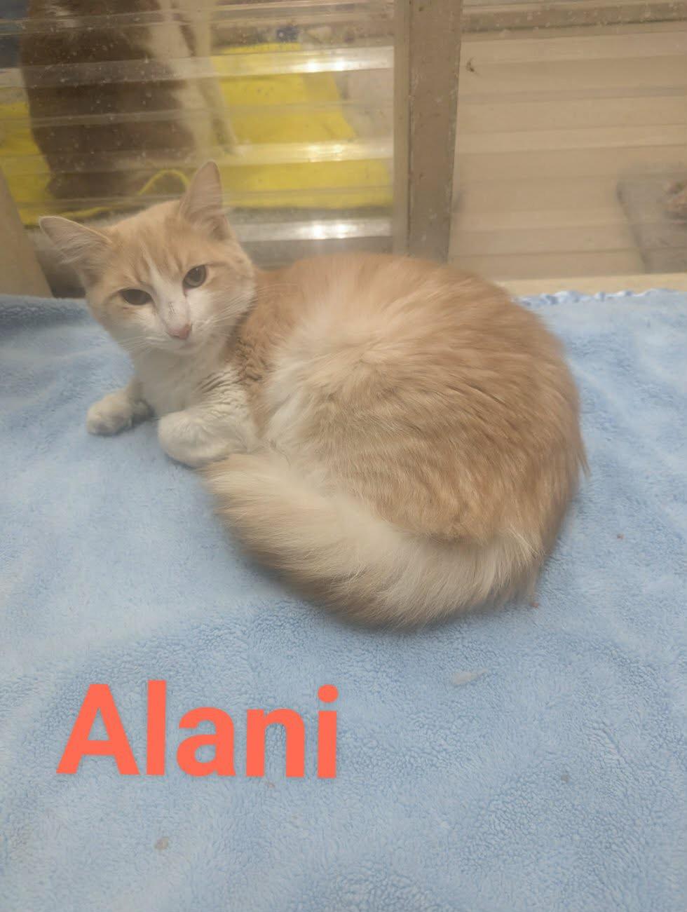 Alani, adopted, Young Female Domestic Medium Hair.
