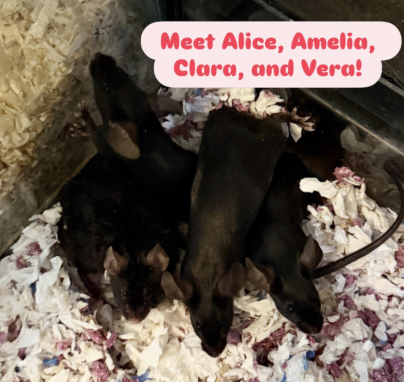 Enlarge Alice, Amelia, Clara, Vera BONDED, a ADOPTABLE Mouse in Minneapolis, MN image 3/6