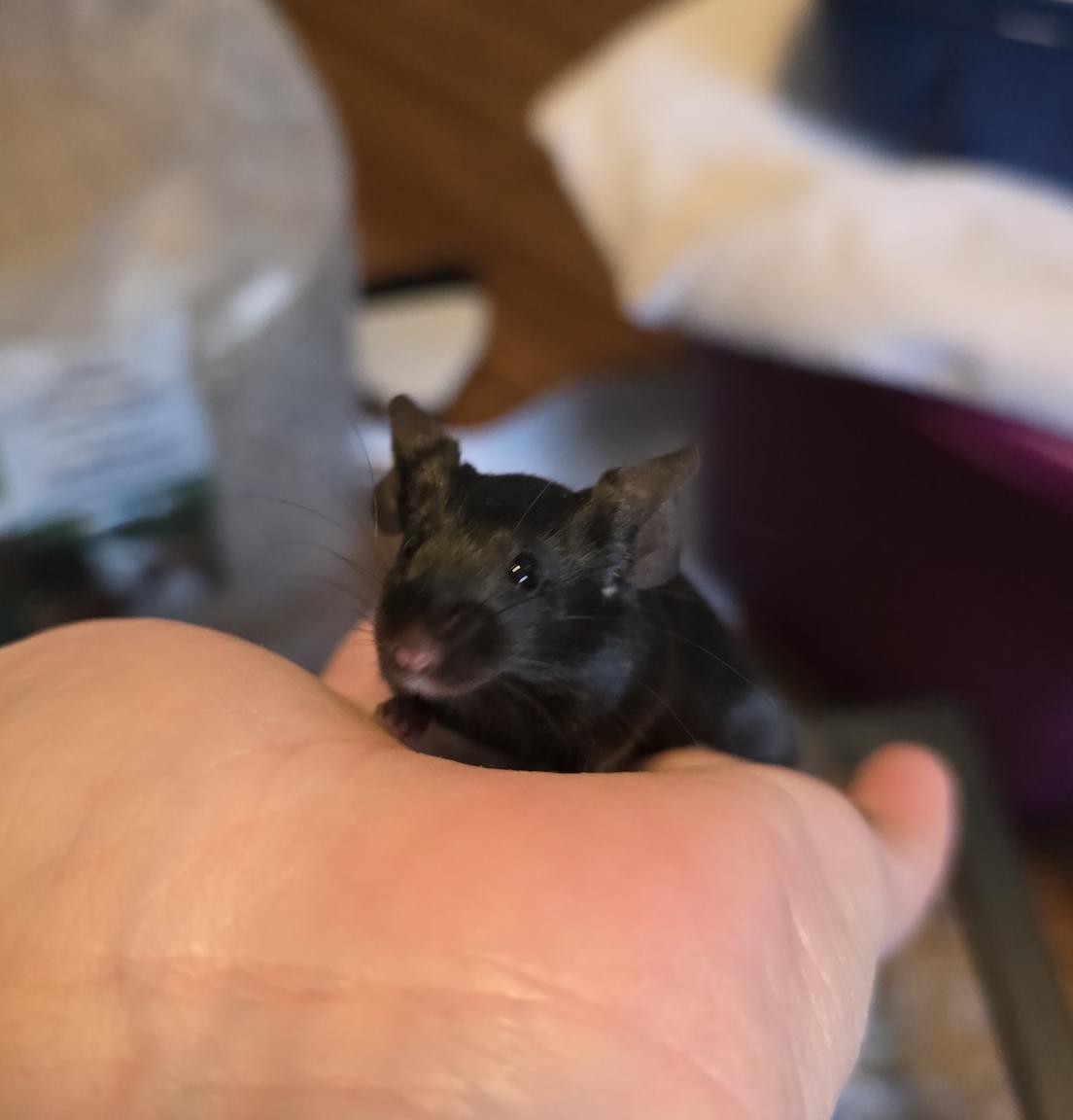 Alice, Amelia, Clara, Vera BONDED, ADOPTABLE, Young Female Mouse.