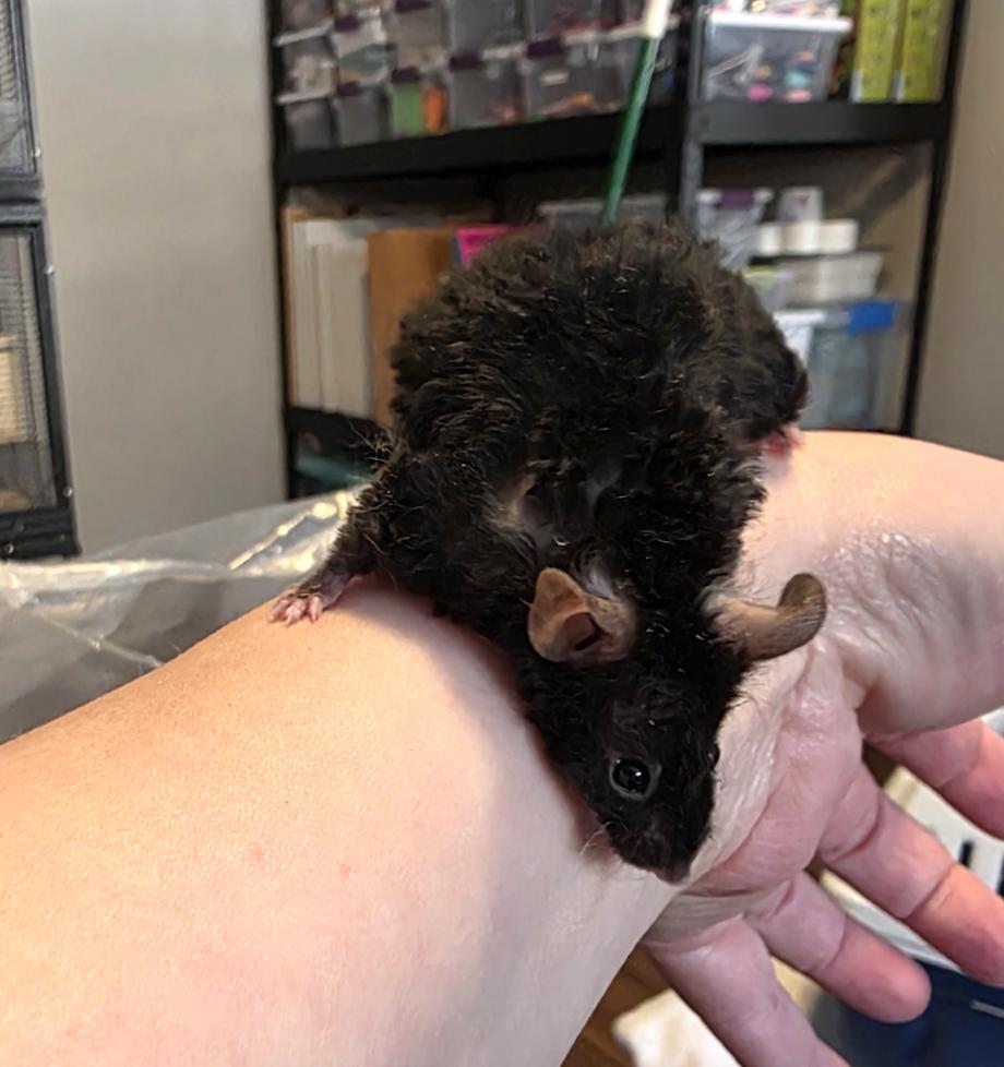 Enlarge Alice, Amelia, Clara, Vera BONDED, a ADOPTABLE Mouse in Minneapolis, MN image 5/6