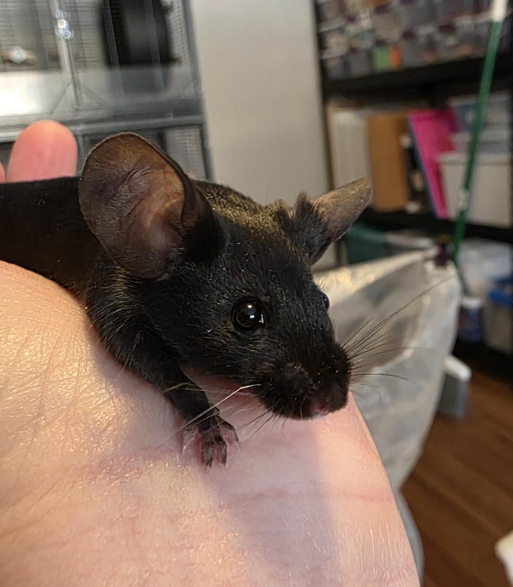 Enlarge Alice, Amelia, Clara, Vera BONDED, a ADOPTABLE Mouse in Minneapolis, MN image 4/6