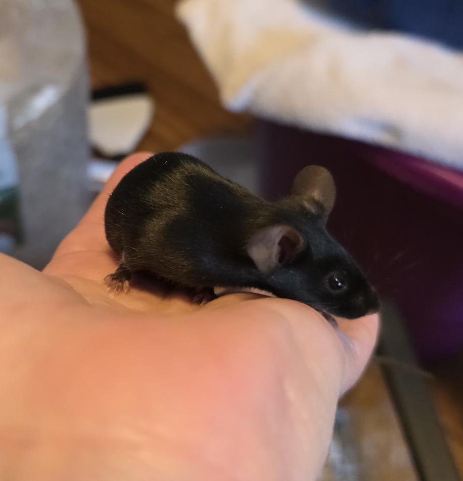 Enlarge Alice, Amelia, Clara, Vera BONDED, a ADOPTABLE Mouse in Minneapolis, MN image 2/6