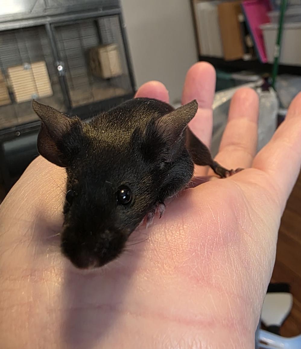 Enlarge Alice, Amelia, Clara, Vera BONDED, a ADOPTABLE Mouse in Minneapolis, MN image 6/6