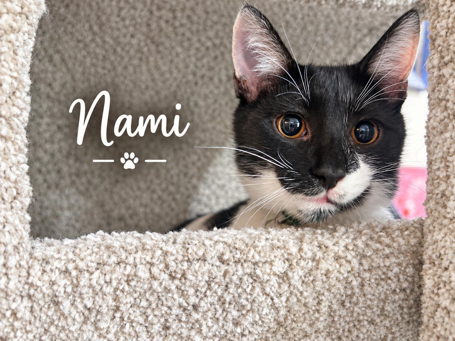 Enlarge Nami...Black, White, and Full of Delight, a Adoptable Domestic Short Hair in Murfreesboro, TN image 1/2