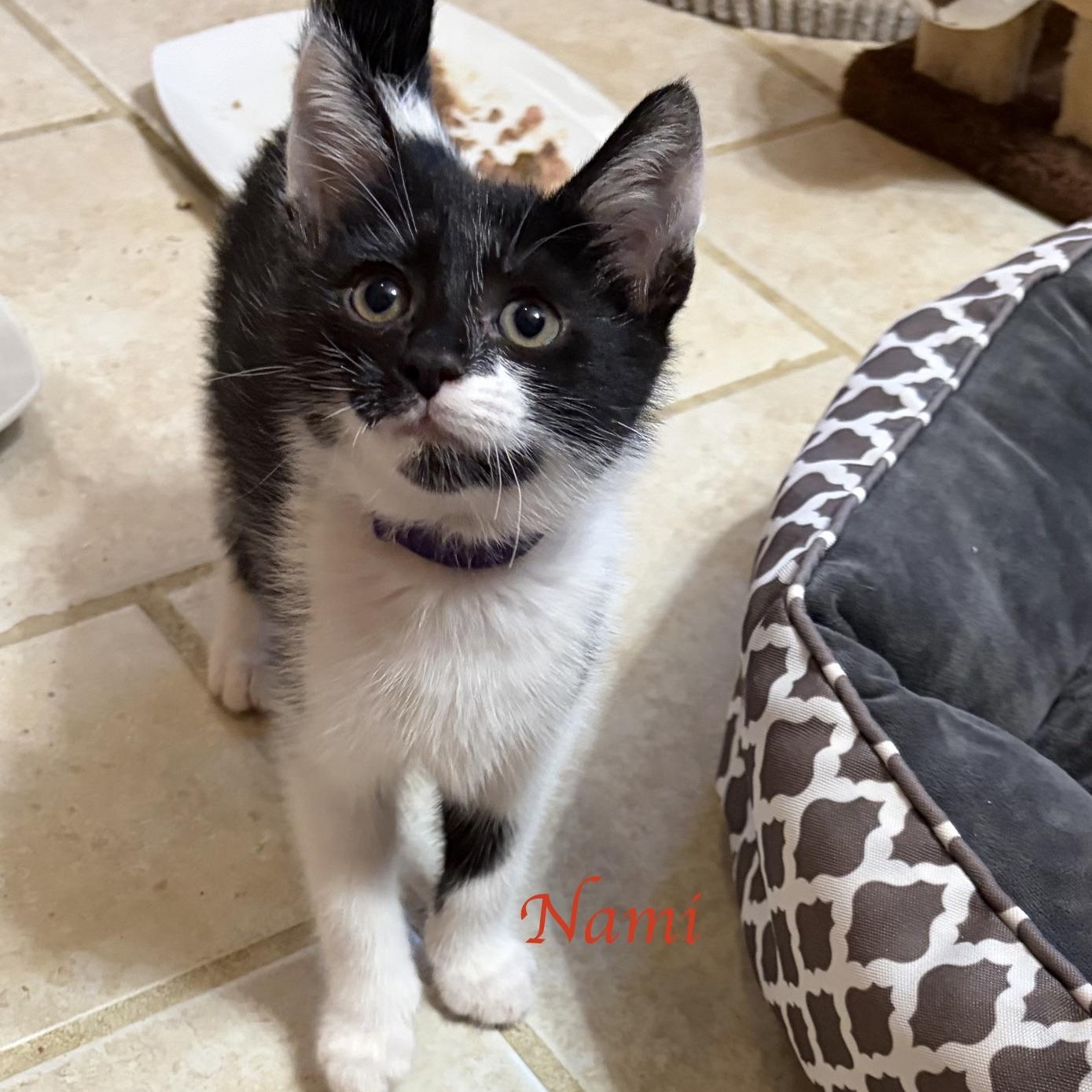 Enlarge Nami...Black, White, and Full of Delight, a Adoptable Domestic Short Hair in Murfreesboro, TN image 2/2