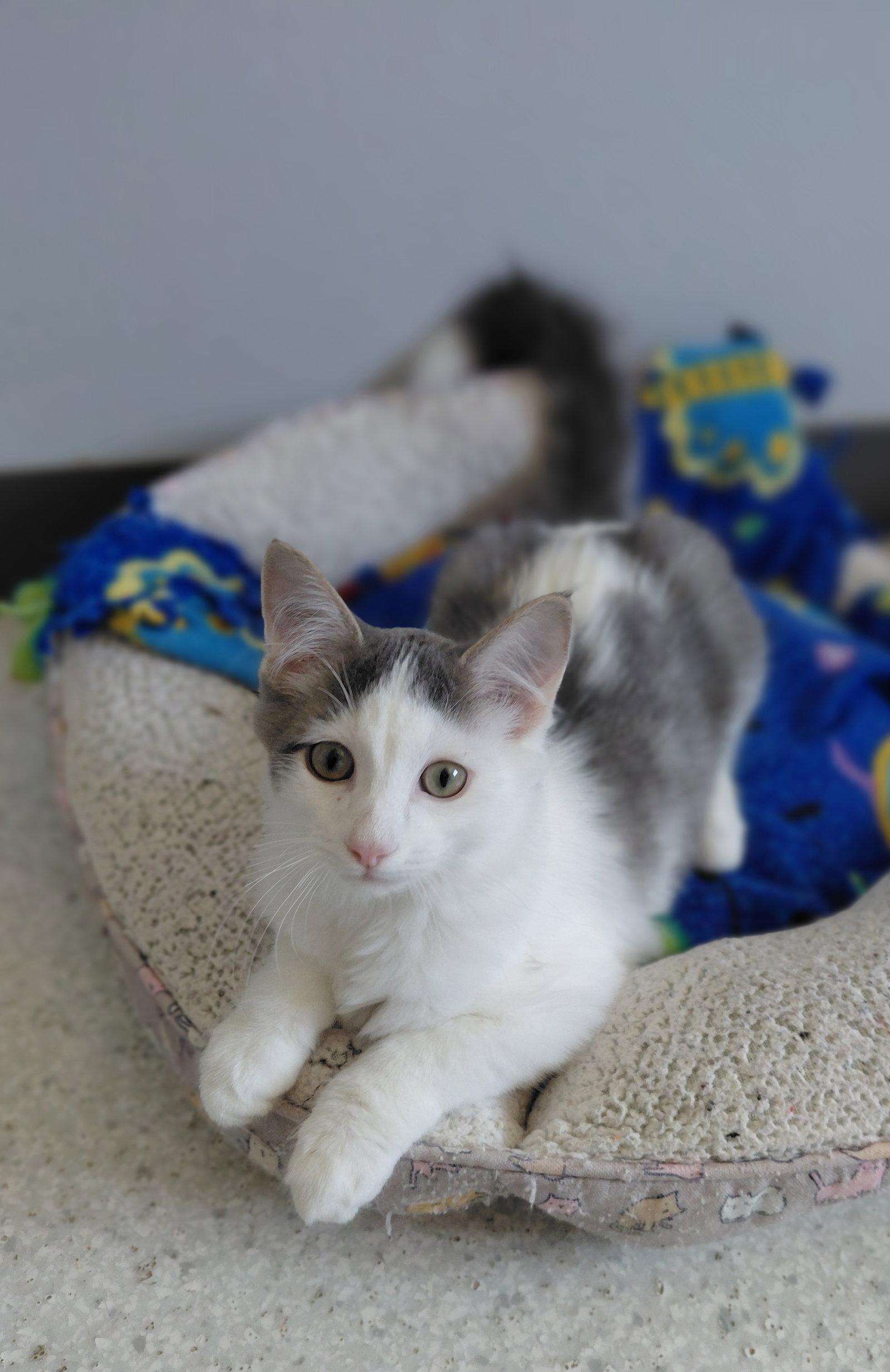 Morel @ The Cat's Brew, Adopted, Kitten Male Domestic Medium Hair.